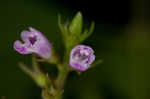 Miniature beefsteakplant